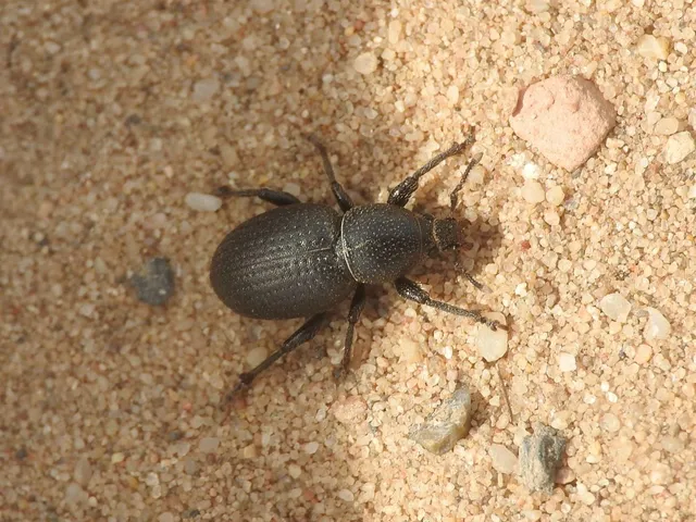 Psallidium maxillosum - fekete barkó