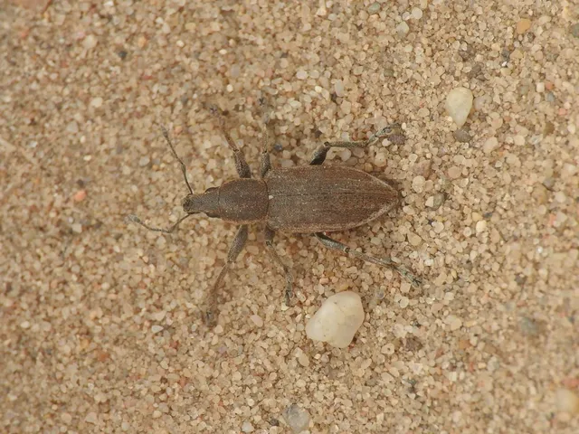 Tanymecus palliatus - közönséges hegyesfarúbarkó