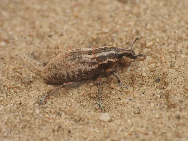 Pseudocleonus cinereus - hamvas barkó