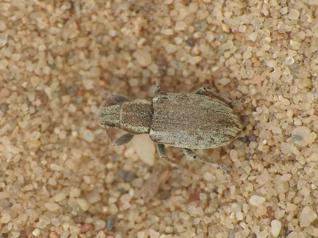 Sitona humeralis - lucerna-csipkézőbogár