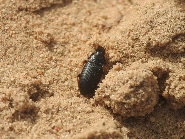 Harpalus signaticornis - szőrös lomhafutó