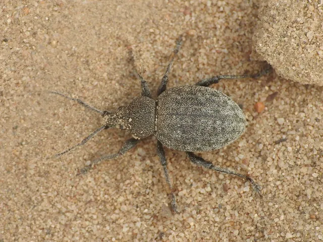 Otiorhynchus ligustici - vincellér-gyalogormányos