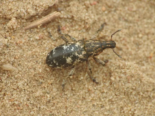 Cyphocleonus dealbatus - márványos barkó