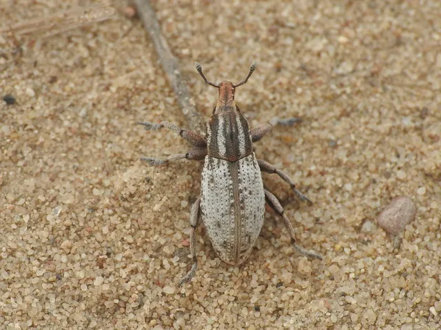 Pseudocleonus cinereus - hamvas barkó