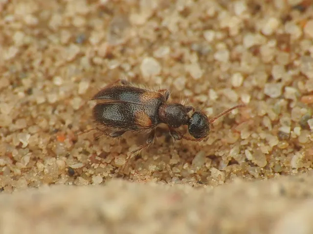 Hirticollis hispidus - szőrös fürgebogár