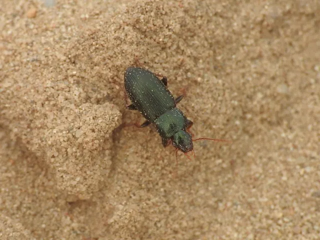 Ophonus cribricollis - fekete bársonyfutó