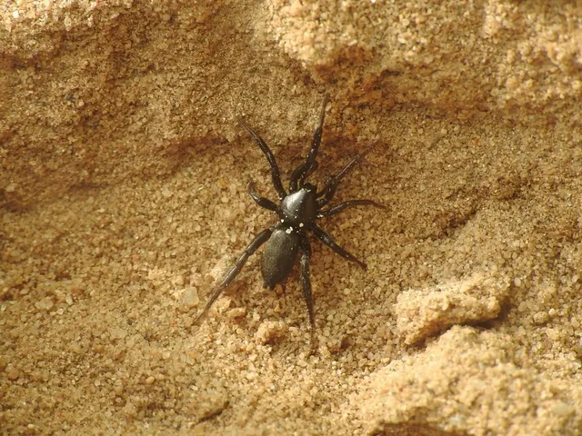 Gnaphosidae - kövipókok