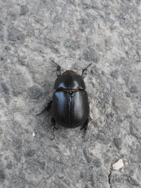 Pentodon idiota - butabogár