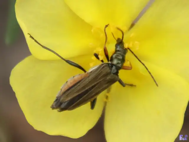 Oedemera flavipes - sárgalábú álcincér Oedemera flavipes - sárgalábú álcincér