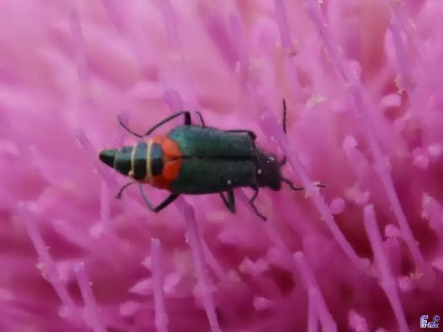 Melyridae - sziklaibogár-félék