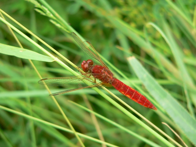 Crocothemis erythraea - skarlát szitakötő