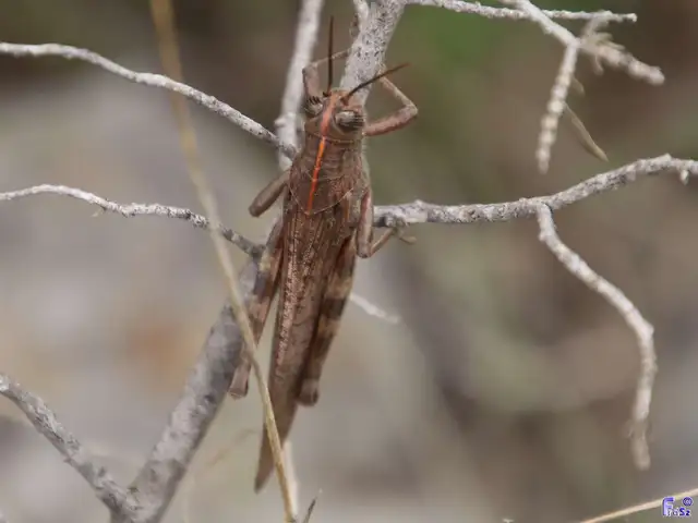 Anacridium aegyptium - egyiptomi sáska