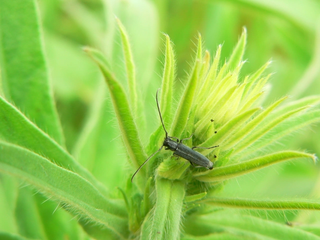Phytoecia coerulescens - kígyósziszcincér