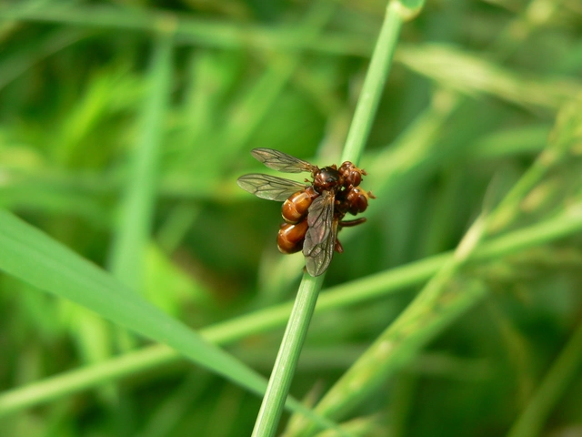 Sicus