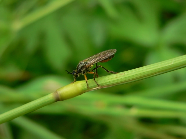 Dioctria