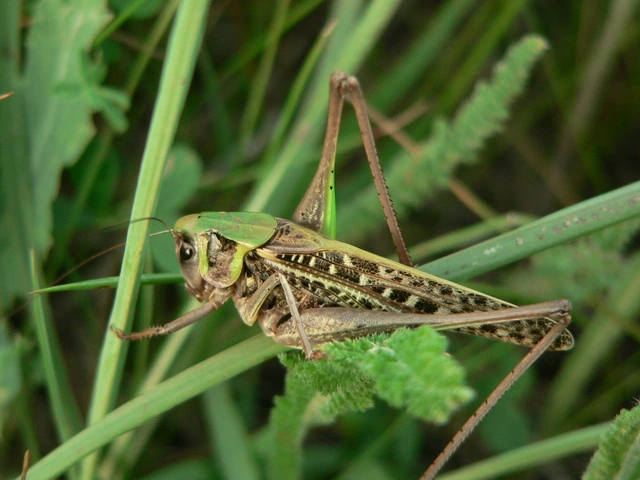 Decticus verrucivorus - szemölcsevő szöcske