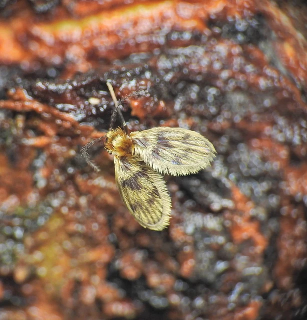 Diptera - Kétszárnyúak
