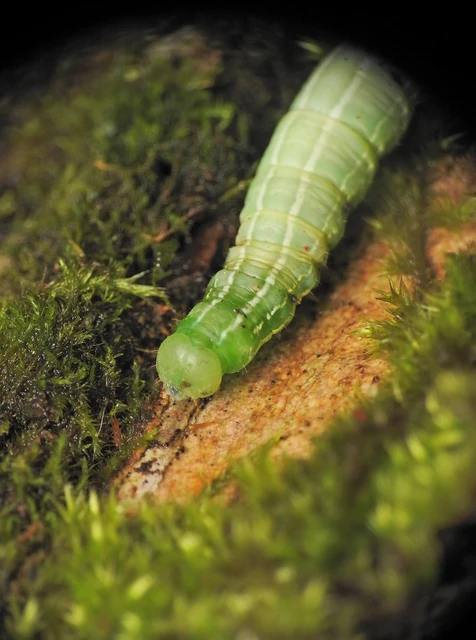 Ptilophora plumigera - tollas púposszövő