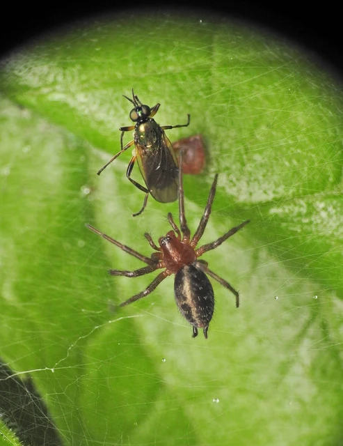 Agelenidae - zugpókok