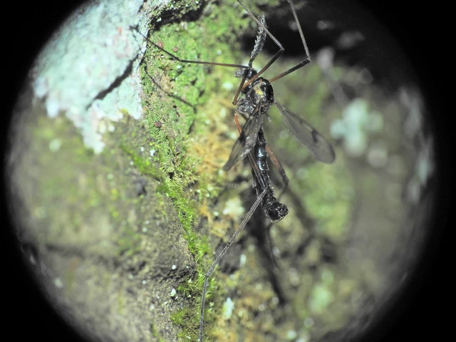 Diptera - Kétszárnyúak