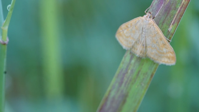 Sitochroa verticalis - világossárga dudvamoly