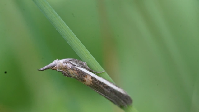 Etiella zinckenella - akácmoly