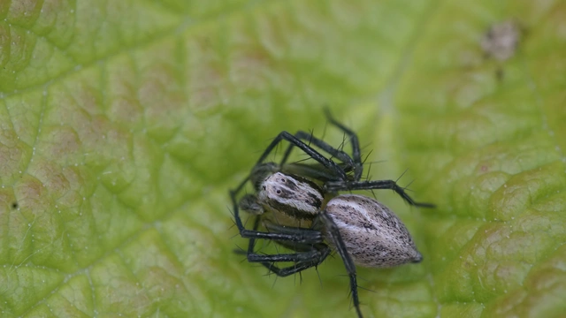 Oxyopes lineatus