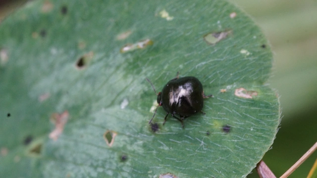 Coptosoma Coptosoma