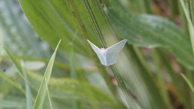 Chlorissa viridata - üdezöld araszoló