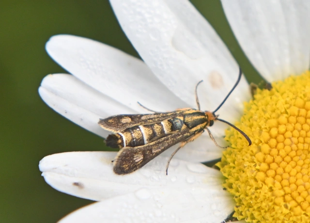 Sesiidae - szitkárfélék