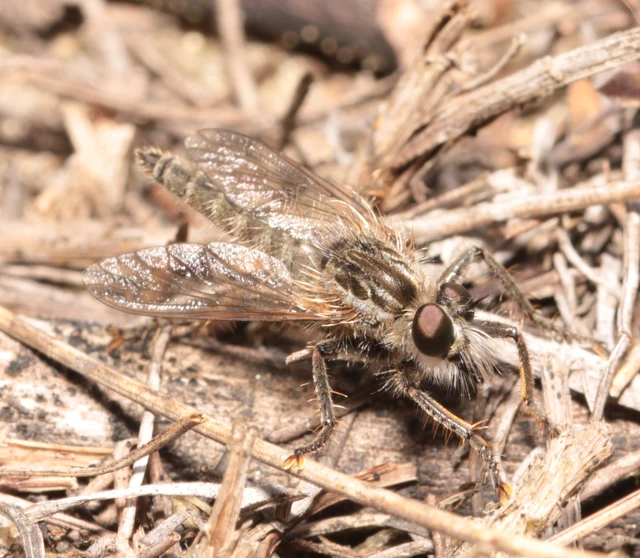 Dysmachus trigonus