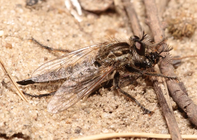 Dysmachus trigonus