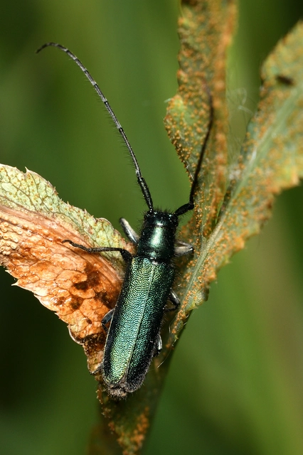 Agapanthia violacea - kék somkórócincér