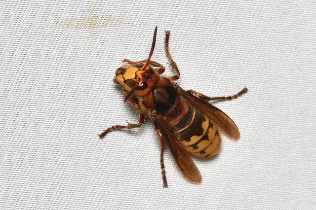 Vespa crabro - lódarázs