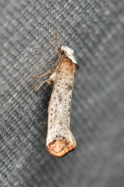 Pseudoswammerdamia combinella - szemfoltos tarkamoly