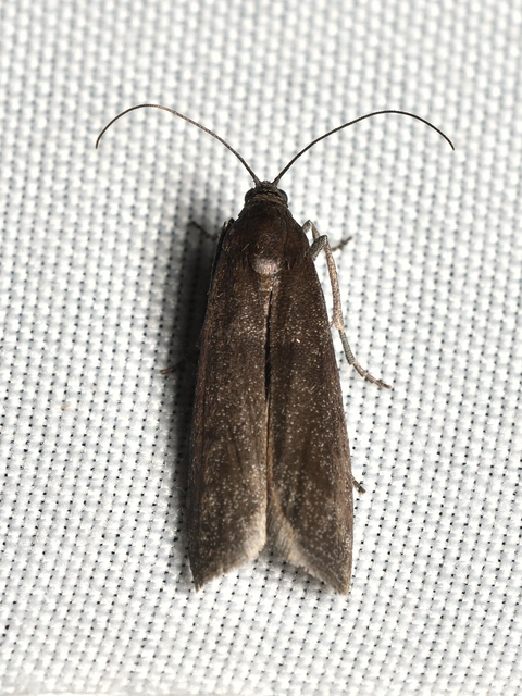 Episcythrastis tetricella - tavaszi karcsúmoly