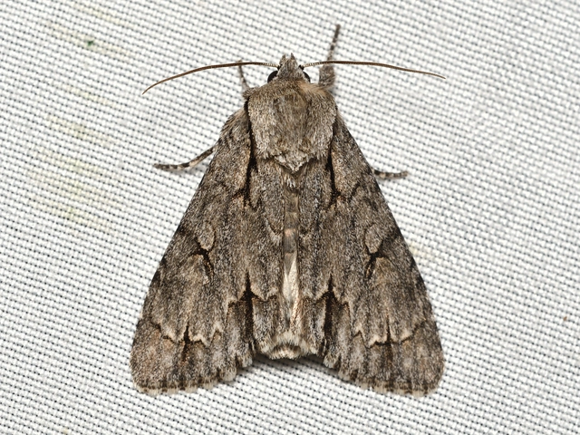 Acronicta psi - pszi-betűs szigonyosbagoly