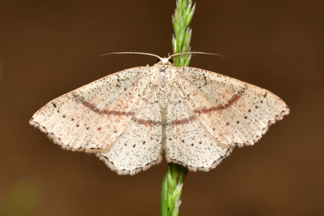 Cyclophora punctaria - sávos pettyesaraszoló