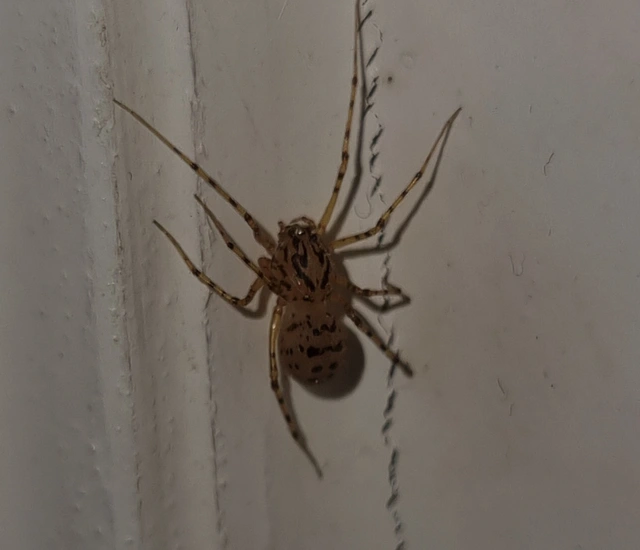 Scytodes thoracica - közönséges csupaszpók
