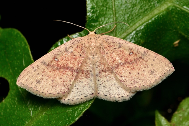 Cyclophora porata - körös pettyesaraszoló