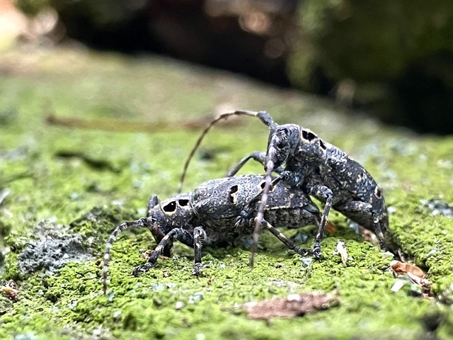 Mesosa curculionoides - szemfoltos cincér Mesosa curculionoides - szemfoltos cincér