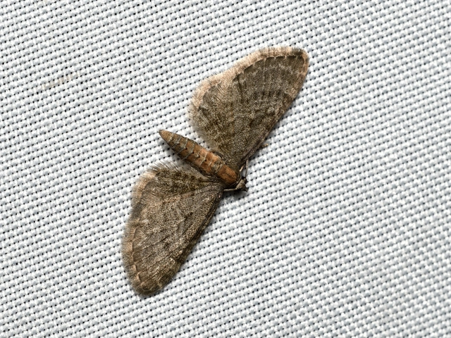 Eupithecia haworthiata - rozsdástestű törpearaszoló