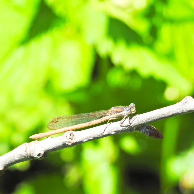 Sympecma fusca - téli rablószitakötő