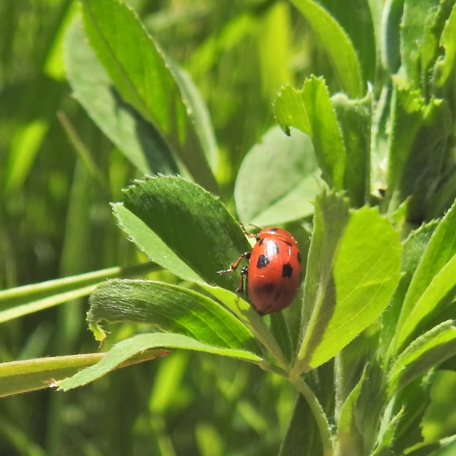 Gonioctena fornicata - közönséges lucernabogár