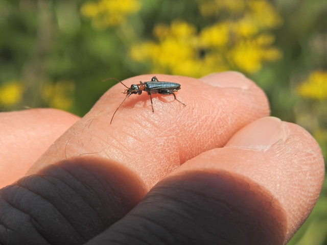 Oedemera croceicollis - pirostorú álcincér