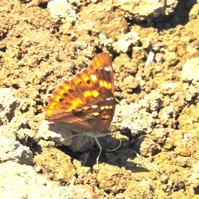 Apatura ilia - kis színjátszólepke