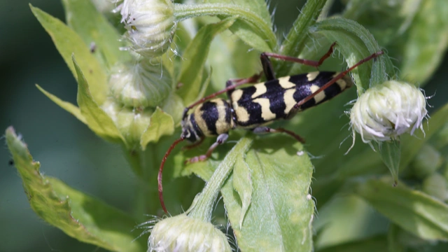Echinocerus floralis - lucerna-darázscincér