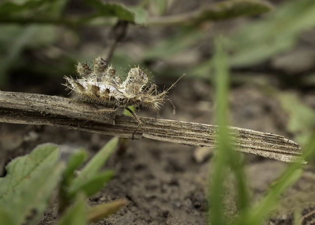 Phyllomorpha laciniata - lándzsás karimáspoloska