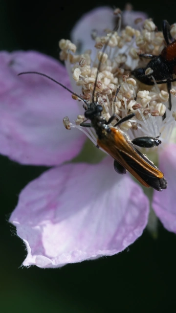 Oedemera femorata - sárgahátú álcincér