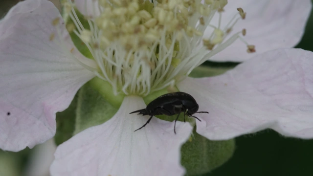 Mordellidae - marókafélék